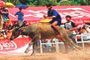 buffalo racing in chonburi