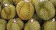 durian world expo2011